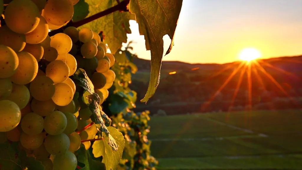 Découvrez les Meilleures Love Rooms à Farschviller pour une Escapade Amoureuse